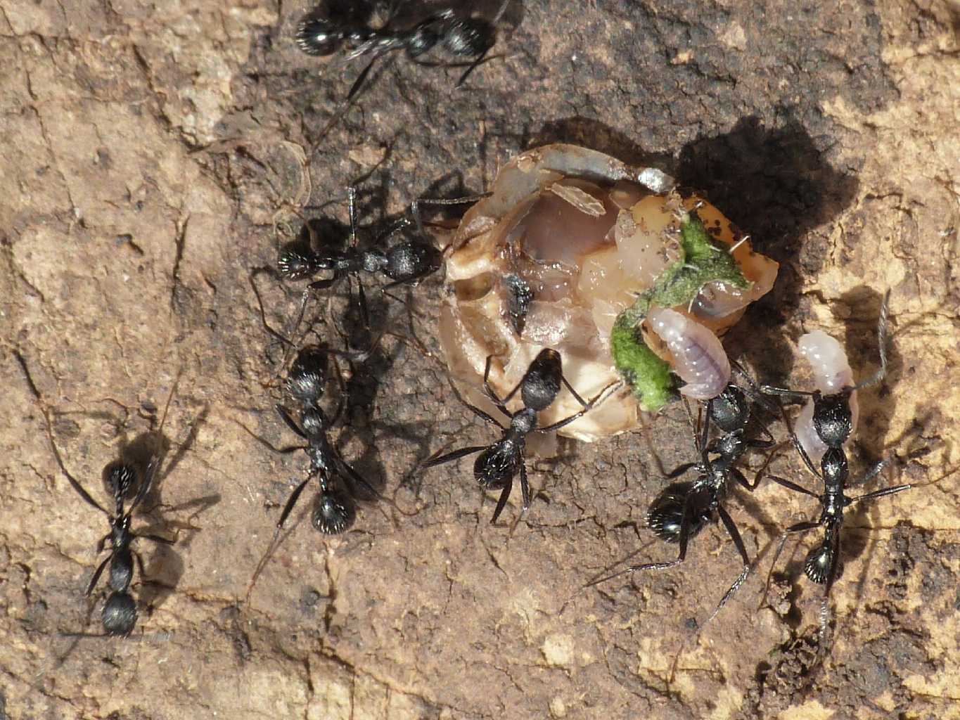 Formiche Aphaenogaster spinosa